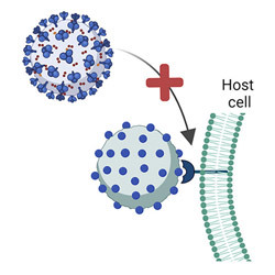Competitive Inhibition